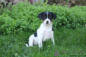 Фото №3. Проволочные щенки Fox Terrier.  Греция