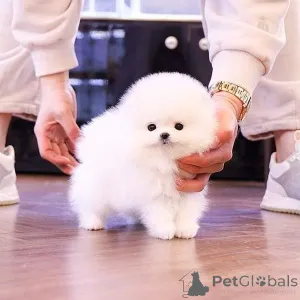 Фото №1. померанский шпиц - купить в Los Angeles за 39426₽. Объявление №135454