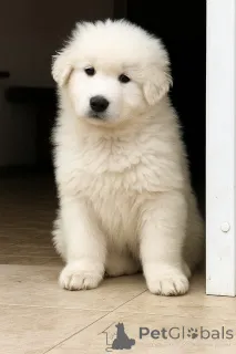 Фото №1.  - купить в Киеве за договорная. Объявление №146698