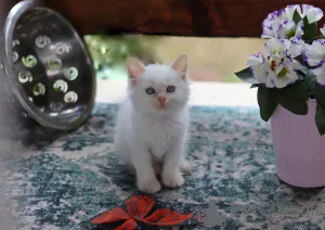 Дополнительные фото: Замечательные котята готовы к передаче новым владельцам по исполнению 2