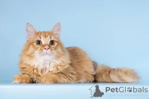 Фото №4. Продам  в Химках из приюта - цена Бесплатно