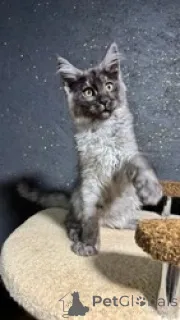 Фото №1. мейн-кун - купить в Рамштейн-Мизенбах за 51950₽. Объявление №163692