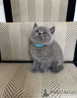 Фото №3. Victoria's Choice Regal кобели и суки с благодарными сердцами. Люксембург