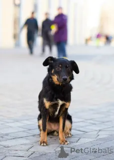 Фото №3. Милая собака небольшого размера.  Россия