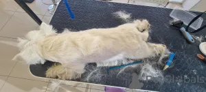 Фото №3. Усыночные выходные Вест.  Великобритания