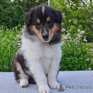 Фото №3. Wunderschöne Collie-Welpen suchen einliebevolles neues Zuhause.  Греция