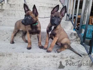 Дополнительные фото: Высококачественные бельгийские щенки малинои