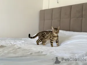 Дополнительные фото: Бенгальская кошка