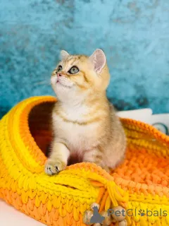 Фото №3. Шотландська золота кішка. Украина