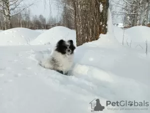 Дополнительные фото: Шпиц немецкий, девочка - кроха