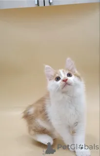 Дополнительные фото: Котята Курильского бобтейла