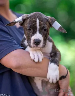 Дополнительные фото: Американские щенки Staffordshire Terrier