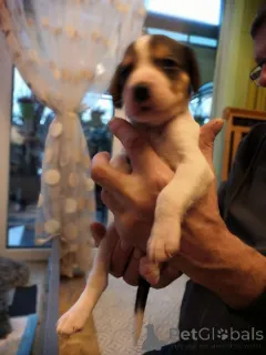 Фото №3. Щеночки русской Гончей..  Германия