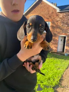 Фото №2 к объявлению №163602 о продаже  - купить в Германии 