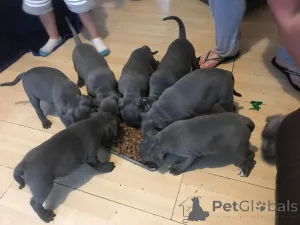 Дополнительные фото: Стаффордширский бультерьер.