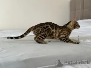 Дополнительные фото: Бенгальская кошка