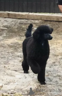 Дополнительные фото: Первоклассный помет КРУПНЫХ ПУДЕЛЕЙ