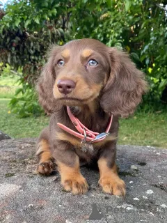 Фото №3. Познакомьтесь с Бенни маленькое тело, большое сердце! Этот отважный мальчик.  Италия