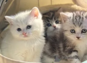 Фото №2 к объявлению №161193 о продаже манчкин - купить в Германии 