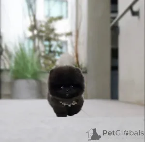 Фото №1. померанский шпиц - купить в Los Angeles за 39426₽. Объявление №135547