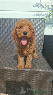 Дополнительные фото: Красивые щенки F1B Cavapoo. Полностью здоровье