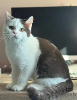 Фото №2 к объявлению №155692 о продаже британская короткошёрстная - купить в Нидерландах частное объявление