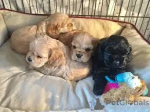 Фото №1. американский кокер-спаниель - купить в Лондонский Сити за 64937₽. Объявление №164773