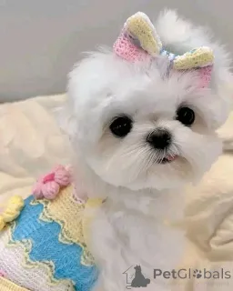 Фото №2 к объявлению №160059 о продаже мальтийскую болонку - купить в Германии частное объявление, из питомника