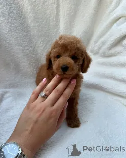 Фото №1. пудель (королевский) - купить в Австралийские равнины за 34498₽. Объявление №147259