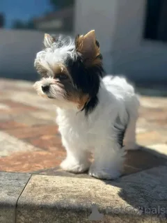 Фото №3. Йоркширский терьер, приученный к туалету.  Франция