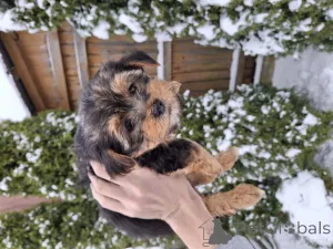 Дополнительные фото: Обаятельные щенки Йоркширского Терьера