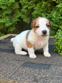 Дополнительные фото: Щенки Джек Рассел Терьер