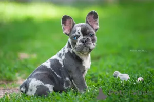 Фото №2 к объявлению №143402 о продаже французского бульдога - купить в Грузии 