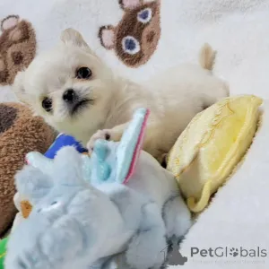 Фото №2 к объявлению №163961 о продаже йоркширского терьера - купить в США заводчик