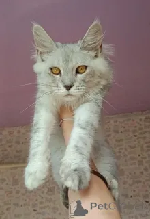 Фото №1. мейн-кун - купить в Рославль за договорная. Объявление №147538