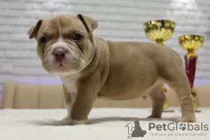 Дополнительные фото: Открыта Бронь на American Bully премиум качества