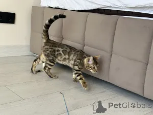 Дополнительные фото: Бенгальская кошка