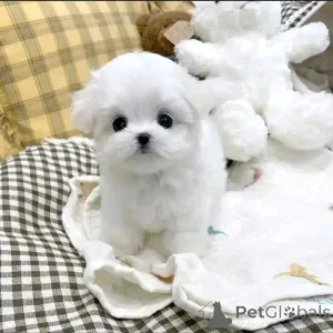 Фото №1. беспородная - купить в Берлине за 92767₽. Объявление №139078