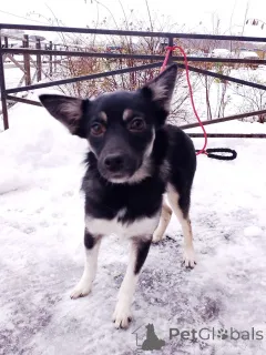 Дополнительные фото: Ищет дом крошка-собачка весом 6 кг