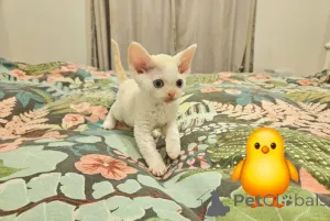 Фото №3. Дарлинг Девонс. Германия