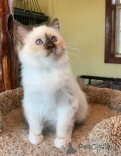 Фото №1. священная бирма - купить в Замораживание за Бесплатно. Объявление №146141