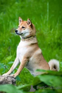 Дополнительные фото: Первоклассные щенки сиба-ину