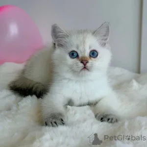 Фото №2 к объявлению №173828 о продаже британская короткошёрстная - купить в Великобритании частное объявление, заводчик