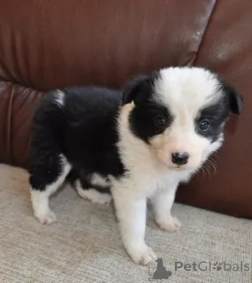 Дополнительные фото: Пограничные щенки колли на продажу