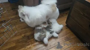 Фото №2 к объявлению №160007 о продаже померанского шпица - купить в Латвии частное объявление