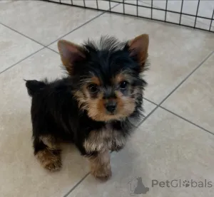 Фото №3. Маленькое тело, королевский дух..  Финляндия