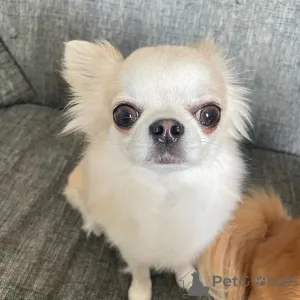 Фото №1. чихуахуа - купить в Карвіа за договорная. Объявление №166482