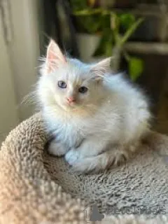 Фото №3. Сиамские котята те куп. Нидерланды