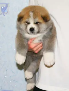 Дополнительные фото: Щенки японской Акита Ину хатико