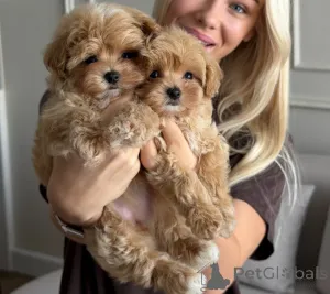 Фото №1. мальтипу - купить в Амстердам за договорная. Объявление №178967